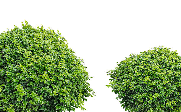 istock green grass frame isolated, two green trees on a transparent background, Two Lush Green Topiary Shrubs Against png, 2218517824
