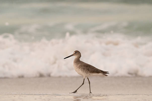 istock Willet shorebird walks proudly and with confidence along beach 2218517934