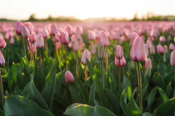 istock Warm Evening Light on Blooming Tulips in Lisse 2218518030