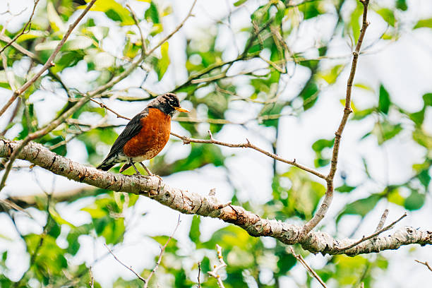 istock Wide view of an American Robin sitting on a tree branch 2218518321