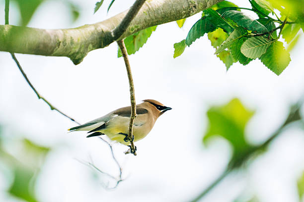 View from below of a cedar waxwing perched on a small branch in Mount Vernon, Washington, United States