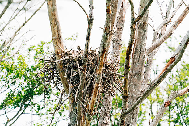 istock Wide angle view of a newly hatched bald eagle in a nest 2218518327