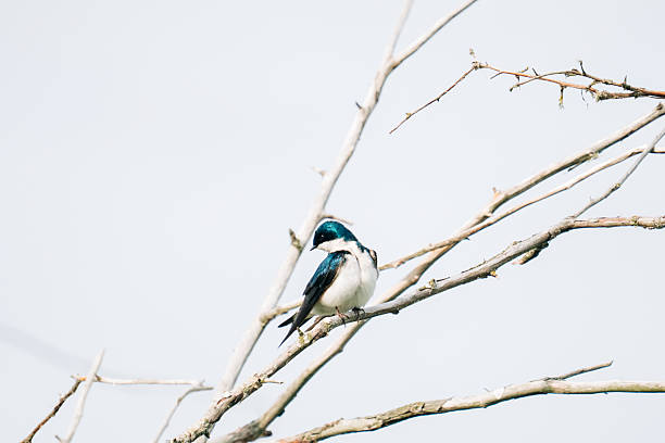 istock Side view of a male tree swallow looking backwards 2218518361