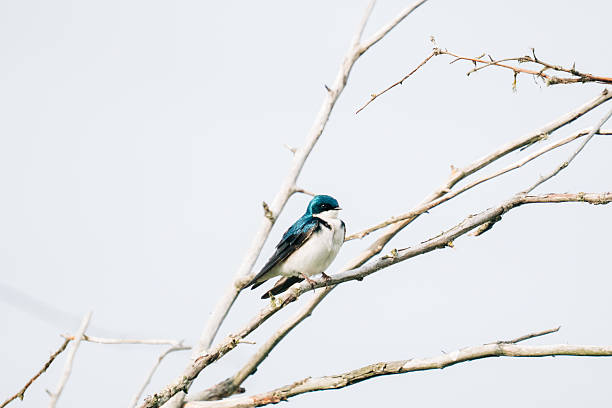 istock Side view of a male tree swallow sitting on a bare branch 2218518364