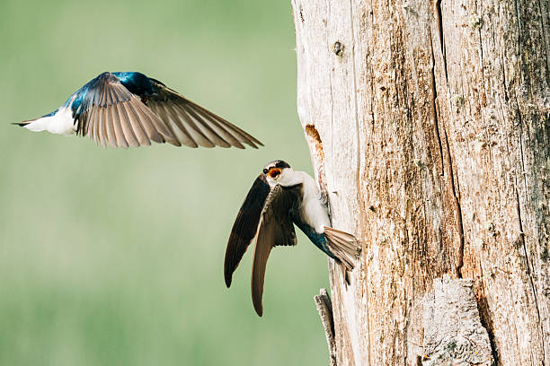 istock Two tree swallows meeting at a nest in a tree cavity 2218518369