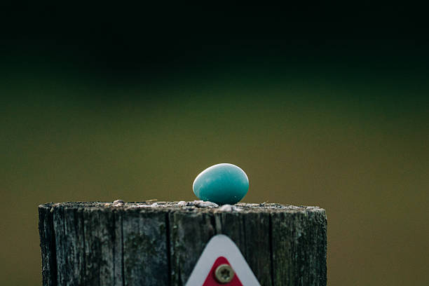 Wide view of a robin's egg sitting on a fence post in Mount Vernon, Washington, United States