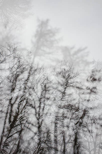 istock A double exposure of winter trees 2218518467