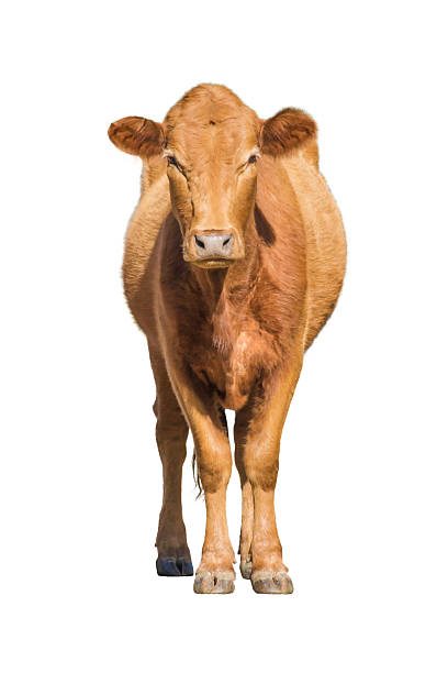 istock Cow calf isolated on white 2218520385
