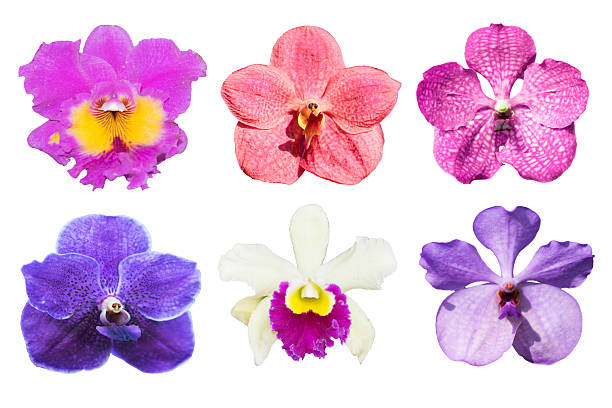 istock collection purple orchids flower isolated on white background. 2218520886