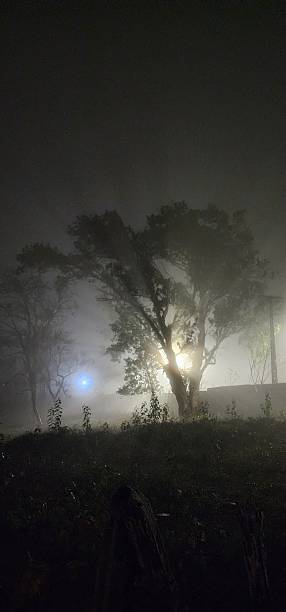istock Mysterious Foggy Night with Backlit Trees 2218521024