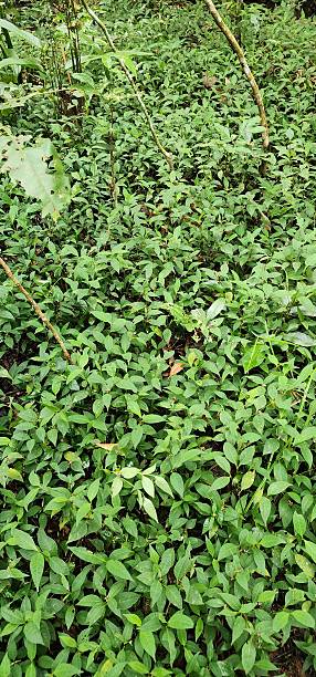 istock Lush Ground Cover in Tropical Forest Understory 2218521112