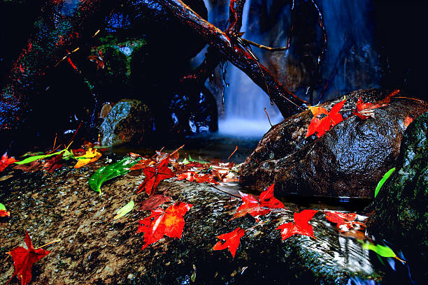 red wet maple leaf on wet stone in mountain brook at autumn