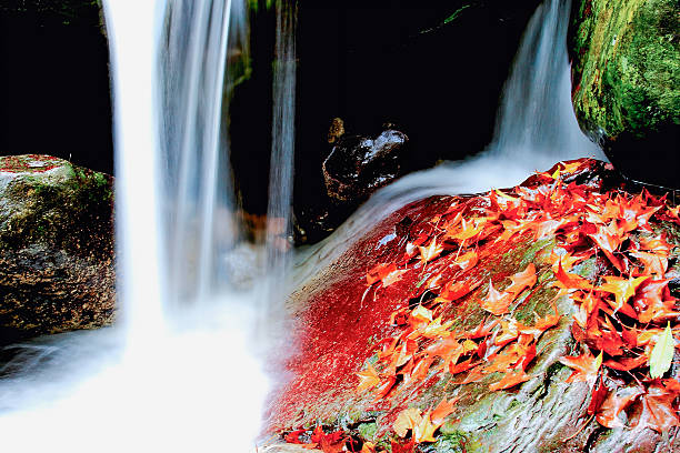 Vibrant autumn leaves adorn rocks beneath a flowing waterfall at Qing Shan Waterfall in Taiwan.