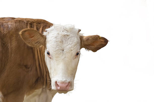 istock calf  young bull isolated on white 2218521683