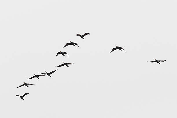 istock Birds cranes storks flying in a V shape  formation. Isolated on white bright sky. 2218522294