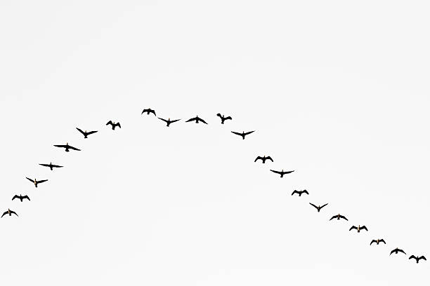 istock Birds cranes storks flying in a V shape  formation. Isolated on white bright sky. 2218522316