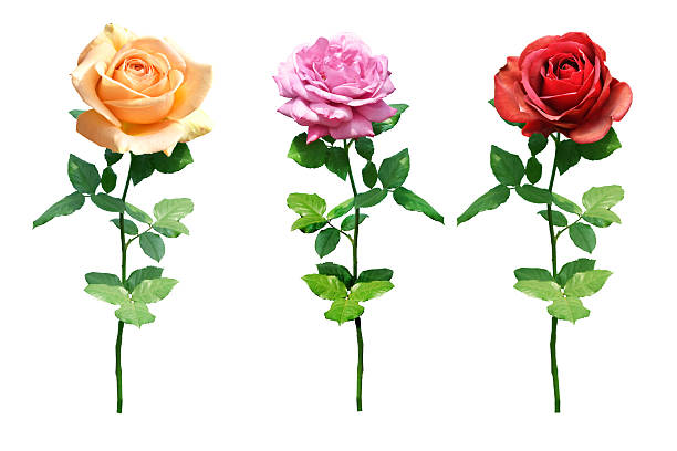 istock collection of rose Isolated on white background 2218522353