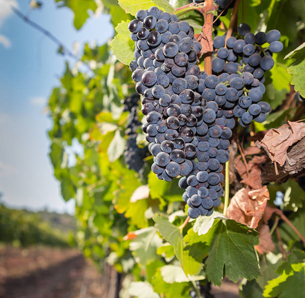 Green vineyard and blue sky in israel