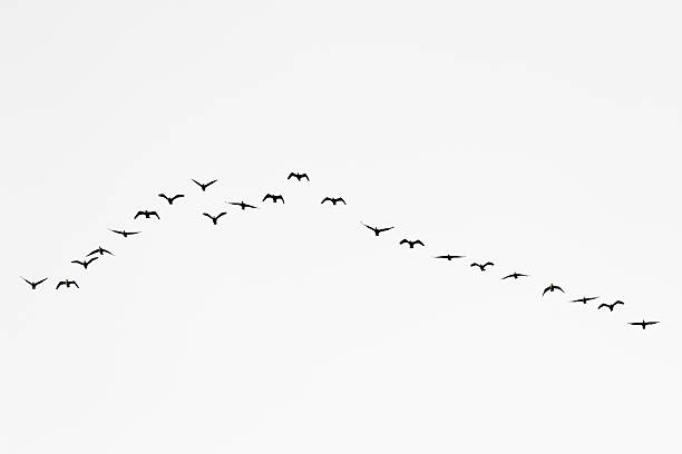 istock Birds cranes storks flying in a V shape  formation. Isolated on white bright sky. 2218523257