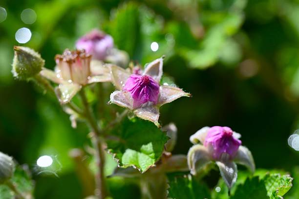 Rubus parvifolius flowers. Rosaceae deciduous creeping shrub. Beautiful pink five-petal flowers bloom in early summer.