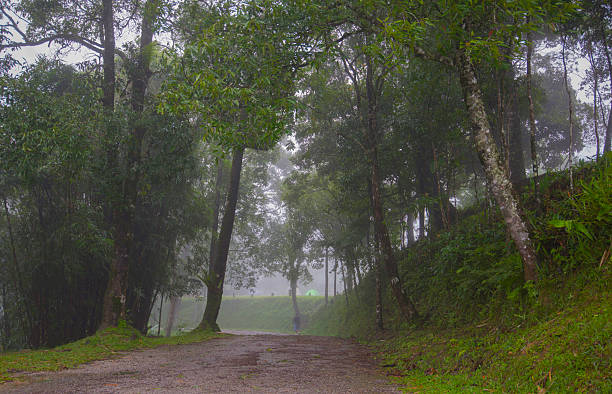 istock The path in the forest is foggy. 2218525969