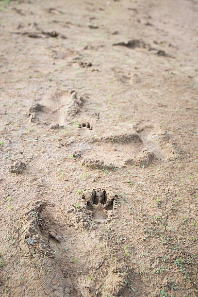 istock Dog paw prints on the sand 2218525975