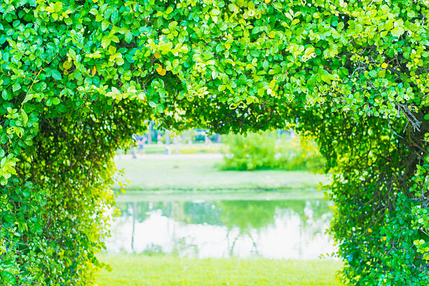 green grass in the garden
