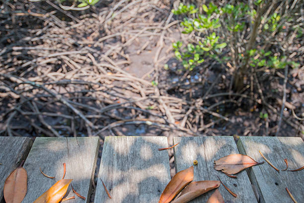Wooden floor and mangrove forest background, selective focus.