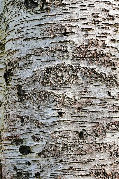 istock Rough textured surface of birch. Natural patterns of birch. 2218526184