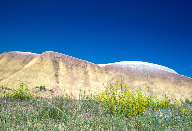 Badlands NP - Flowers & Badlands - 1981. Scanned from Kodachrome 25 slide.