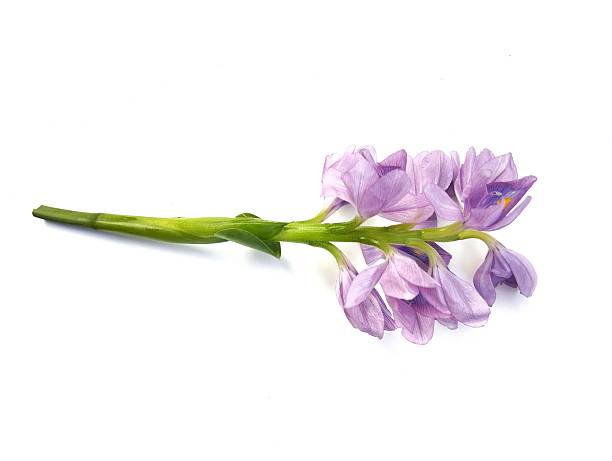 istock Water hyacinth flower (Pontederia crassipes) isolated on white background 2218528726
