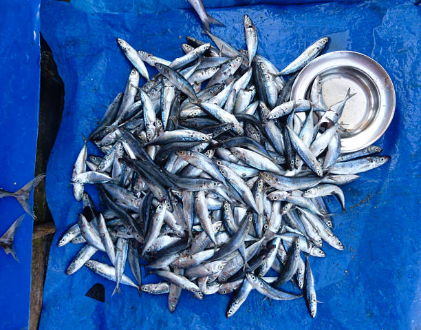 Sardines at a fish market in Galle, Southern Sri Lanka