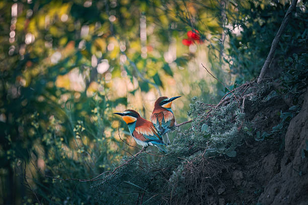 European bee-eater (Merops apiaster) in natural habitat perched on a tree branch