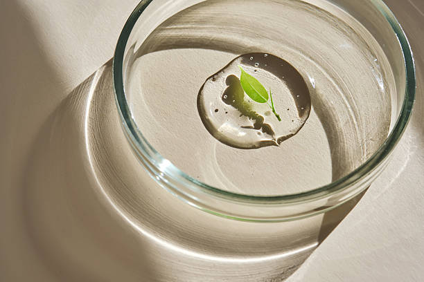 A delicious drop of serum with a leaf in a petri dish.