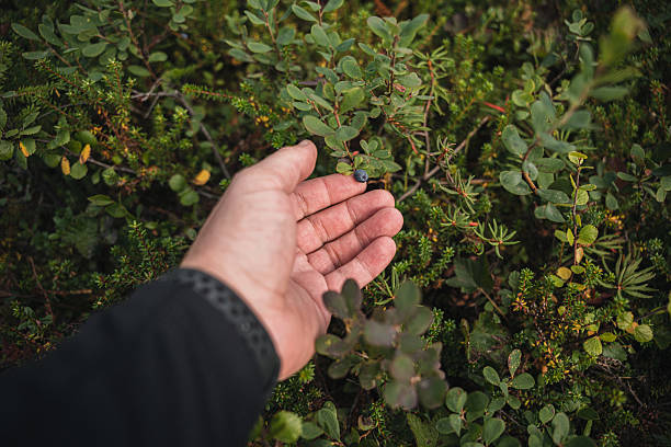 istock Hand Picking Ripe Berry from a Green Bush in a Natural Setting 2218530848