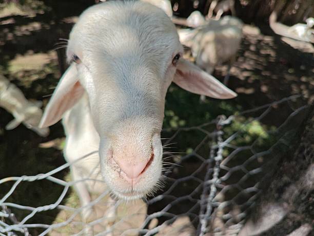 close-up of a white goat's face