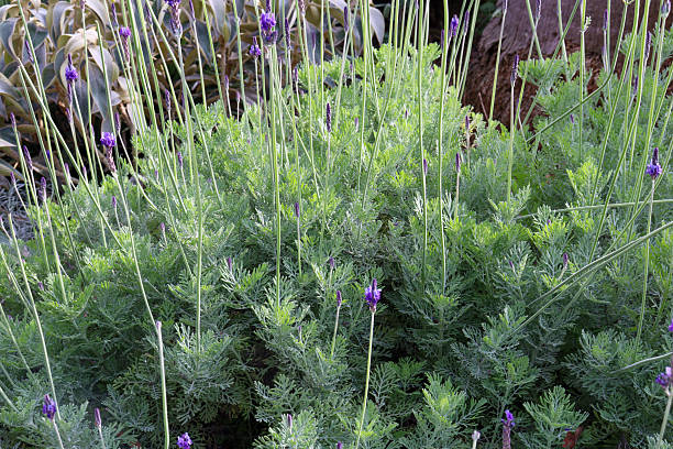 istock lush lacy foliage of lavender sidonie 2218534649