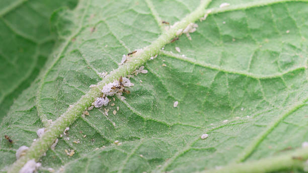 istock Aphids that feed on the underside of leaves to suck nectar. 2218534766