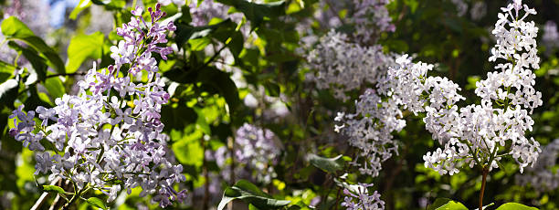 istock Lilac blossoms thrive under the warm sunlight in a vibrant garden setting during springtime bliss 2218536344