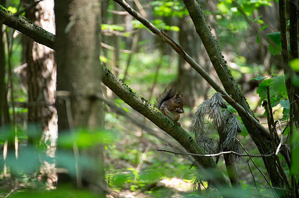 A red squirrel in the forest. Squirrel Appreciation Day 20