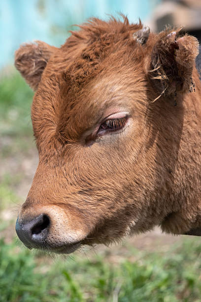 istock Young calf lying on the ground in a rural setting. 2218537101