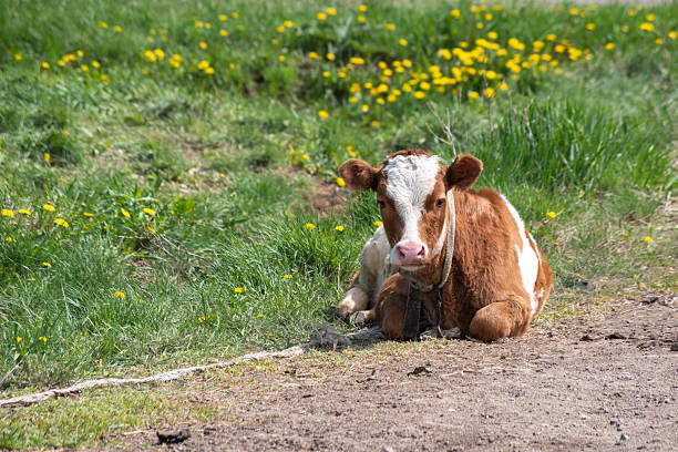 Brown-and-white calf resting on dirt, with grass, dandelions, and rubble in the background. Rural farm concept