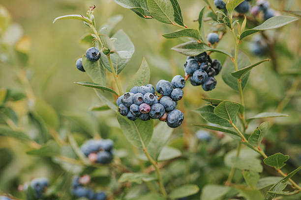 istock Blueberries in Natural Surroundings 2218537456