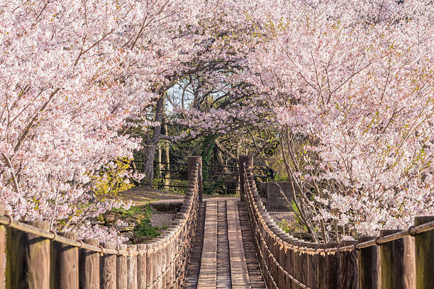 Cherry blossom tunnel and suspension bridge in full bloom