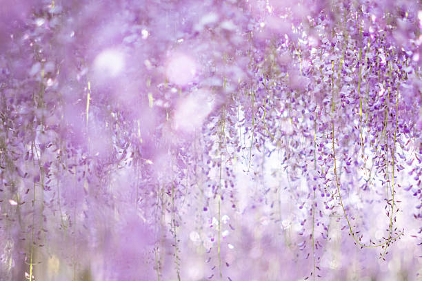 istock Wisteria flowers shining in the sunlight 2218537552