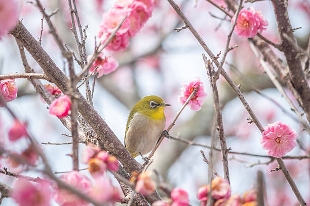 istock Plum blossoms and white-eye 2218537561