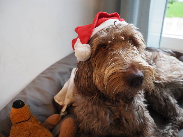 istock Cute brown dog with Santa hat 2218539970