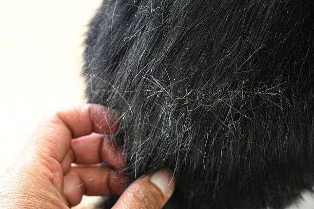 Black cat shedding hair.