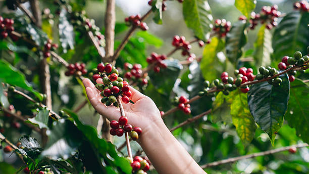 istock Smiling hill tribe farmer harvesting ripe arabica coffee cherries in a lush mountain plantation. Organic highland coffee farming. 2218544464