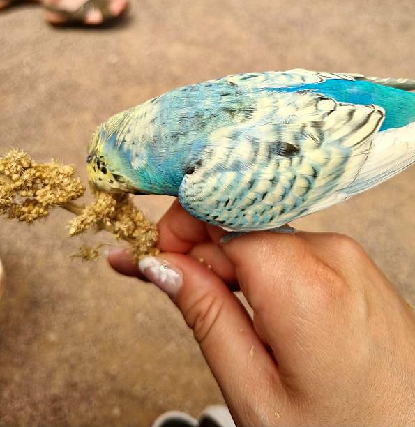 istock Budgie sitting on the hand 2218544550